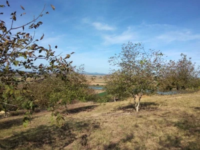 Orah Mikula