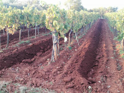 obrada mladih trsova loze obrada mladih trsova loze