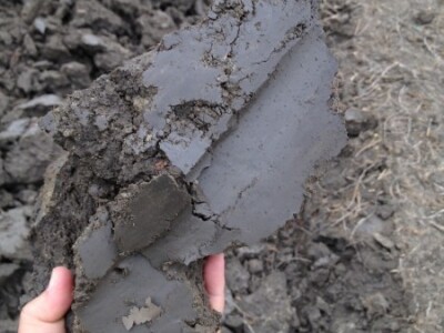 Oranje u vlažnim uvjetima