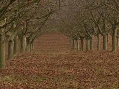 Orašasti plodovi - Agro-klaster