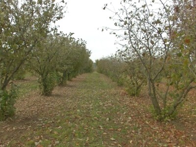 Orašasti plodovi - Agro-klaster