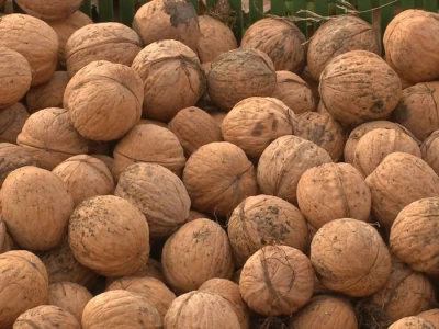 Orašasti plodovi - Agro-klaster