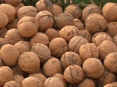 Orašasti plodovi - Agro-klaster