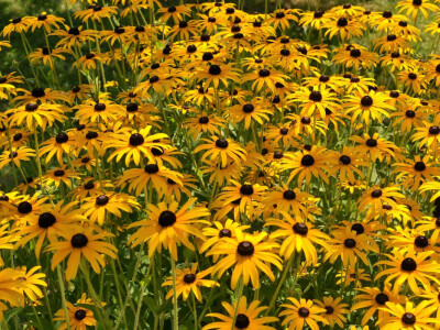 Rudbekija Rudbekija