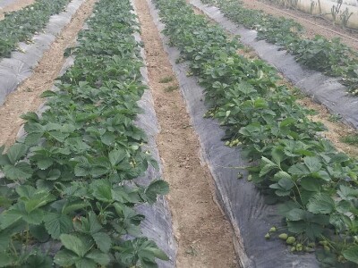 Organska jagoda Organska jagoda