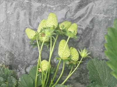 Organska jagoda Organska jagoda