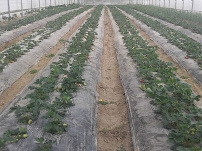 Organska jagoda Organska jagoda