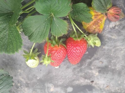 Organska jagoda Organska jagoda