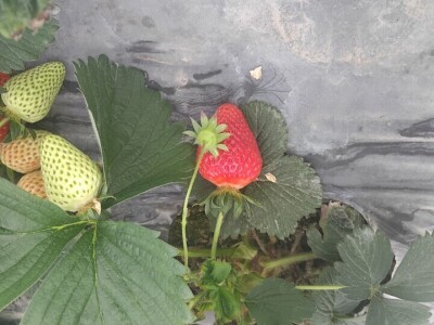 Organska jagoda Organska jagoda