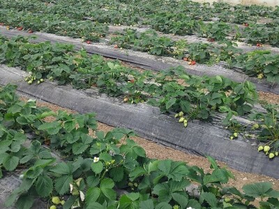 Organska jagoda Organska jagoda