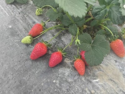 Organska jagoda Organska jagoda