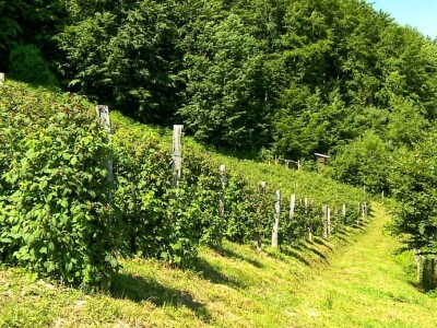 Organska malina u Krupnju ima dobru cenu