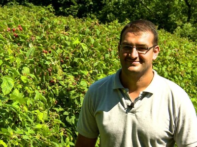 Organska malina u Krupnju ima dobru cenu