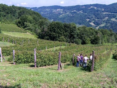 Organska malina u Krupnju ima dobru cenu