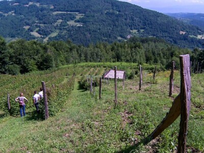 Organska malina u Krupnju ima dobru cenu