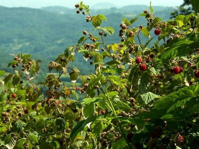 Organska malina u Krupnju ima dobru cenu