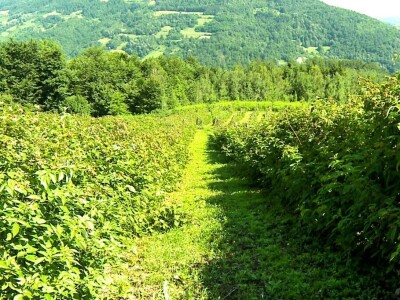 Organska malina u Krupnju ima dobru cenu