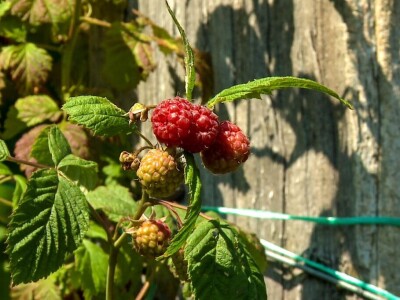 Organska malina u Krupnju ima dobru cenu