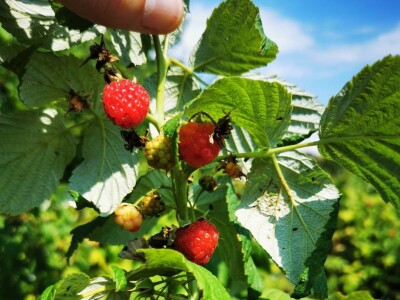 Organska prerađena malina