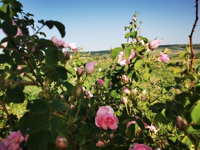 Organska proizvodnja Halilović