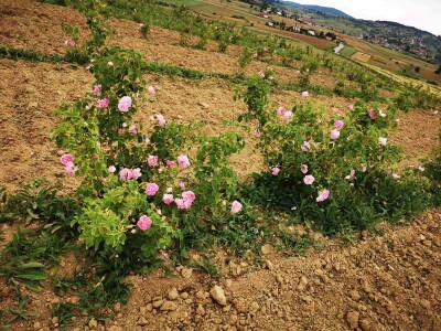Organska proizvodnja Halilović
