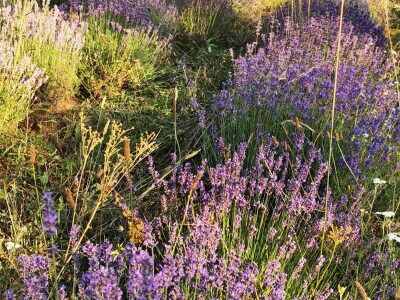 Organska proizvodnja Halilović