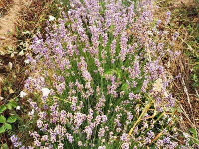 Organska proizvodnja Halilović