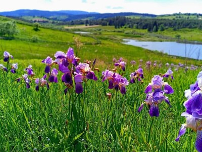 Organska proizvodnja Halilović