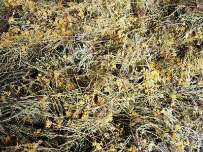 Organska proizvodnja Halilović