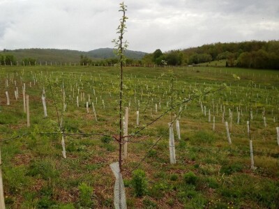 Organska proizvodnja i proizvodi Organska proizvodnja i proizvodi