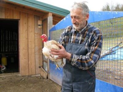 Organska proizvodnja jaja Organska proizvodnja jaja