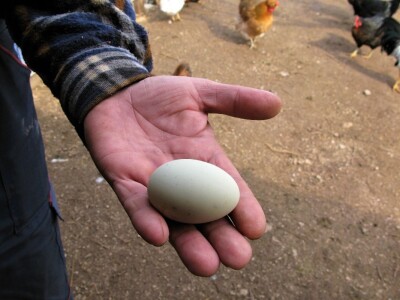 Organska proizvodnja jaja Organska proizvodnja jaja