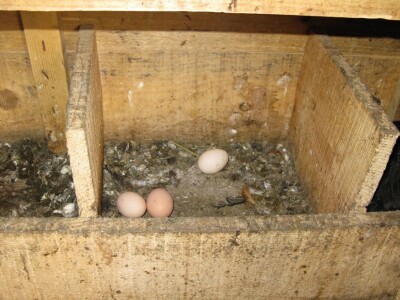 Organska proizvodnja jaja Organska proizvodnja jaja