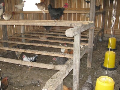 Organska proizvodnja jaja Organska proizvodnja jaja