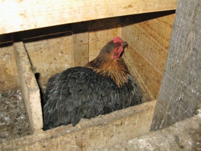 Organska proizvodnja jaja Organska proizvodnja jaja