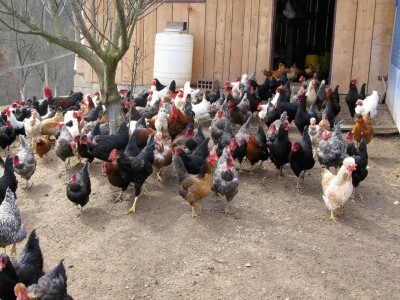 Organska proizvodnja jaja Organska proizvodnja jaja