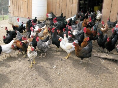 Organska proizvodnja jaja Organska proizvodnja jaja