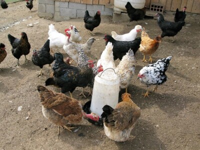 Organska proizvodnja jaja Organska proizvodnja jaja