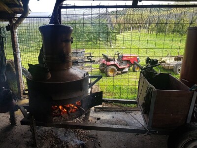 Organska proizvodnja krušaka Organska proizvodnja krušaka