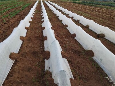 Organska proizvodnja u Valensiji