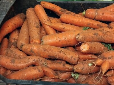 Organska proizvodnja u Valensiji