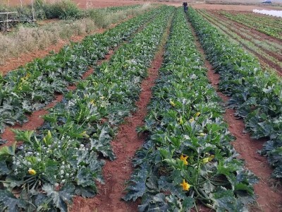 Organska proizvodnja u Valensiji