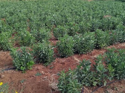 Organska proizvodnja u Valensiji