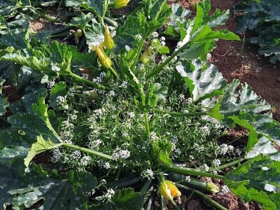 Organska proizvodnja u Valensiji