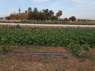Organska proizvodnja u Valensiji