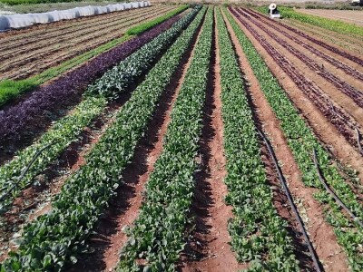 Organska proizvodnja u Valensiji