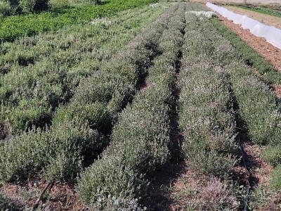 Organska proizvodnja u Valensiji