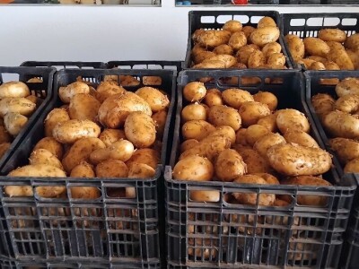 Organska proizvodnja u Valensiji