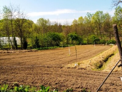 Organska prozivodnja - neiskorišćena šansa Srbije
