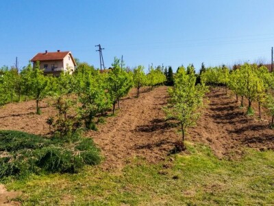 Organska prozivodnja - neiskorišćena šansa Srbije